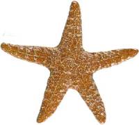 Artistry in Mosaics - Starfish brown