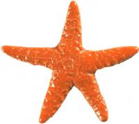 Pool Mosaics - Starfish Mosaics - Artistry in Mosaics - Starfish orange